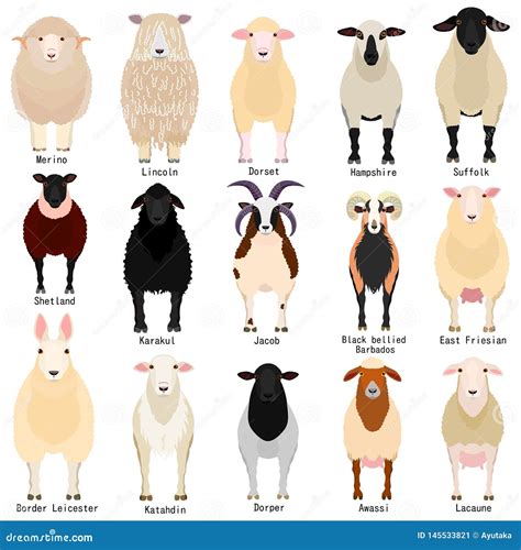 Lamb Breeds Chart