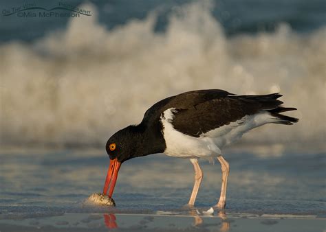 American Oystercatcher Feeding - On The Wing Photography