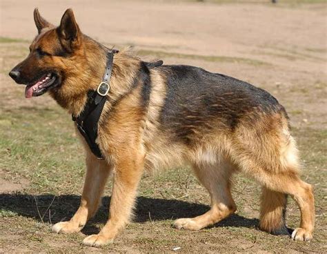 German Shepherd Padded Leather Dog Harness for walking : German ...