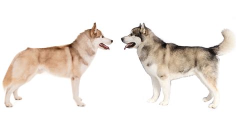 Siberian Husky vs. Alaskan Malamute: Two Similar Yet Different Breeds