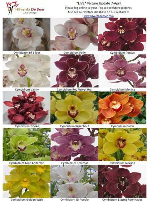 Flirty fleurs | Orchid varieties, Cymbidium orchids, Colorful flowers