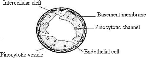 -Cross section diagram of a capillary 12 [p. 104]. | Download ...