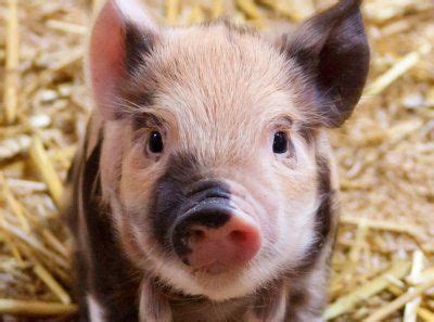 17 Best images about Teacup Pigs on Pinterest | Pets, Teacup pigs and ...