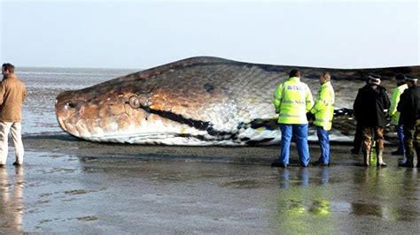 The BIGGEST SNAKE Ever ! TITANOBOA - YouTube