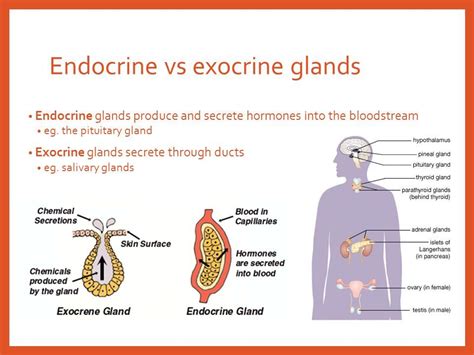 Which of the Following Is an Exocrine Gland