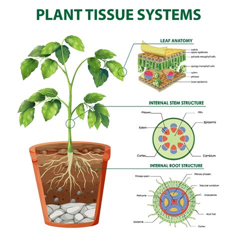 Diagram showing Plant Tissue Systems 1993052 Vector Art at Vecteezy