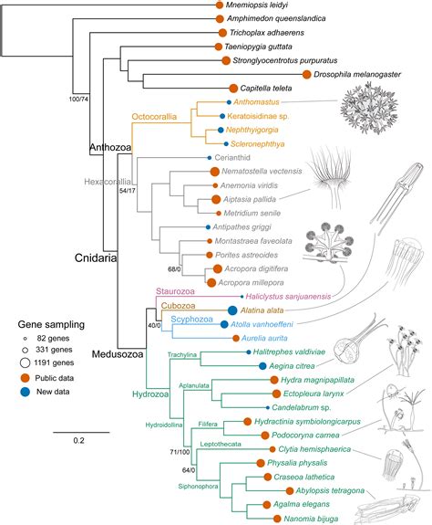 2.1 Reading Trees - Digital Atlas of Ancient Life