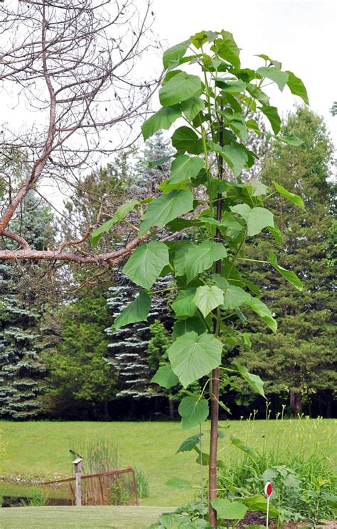 Paulownia is grown for leaves, flowers, wood | The Daily Courier ...