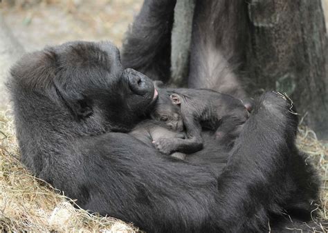 Brookfield Zoo Welcomes New Baby Gorilla (PHOTOS) | HuffPost