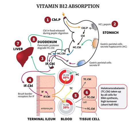 Vitamin B12 Absorption: Possible Failure Sites • PA Relief