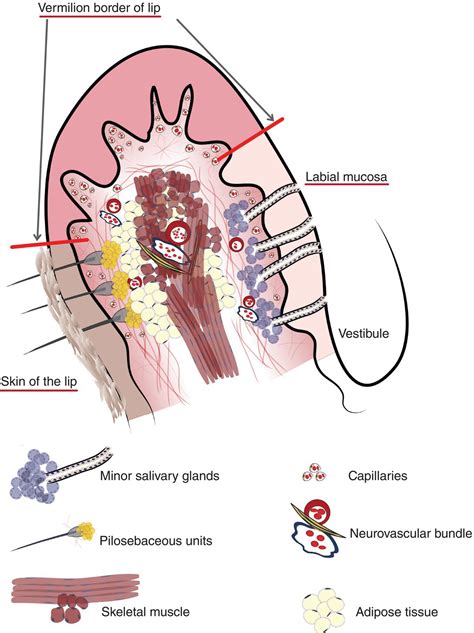 Histological Structure Of Lips | Lipstutorial.org