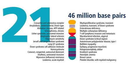 Chromosome 21: Human Genome Landmarks Poster