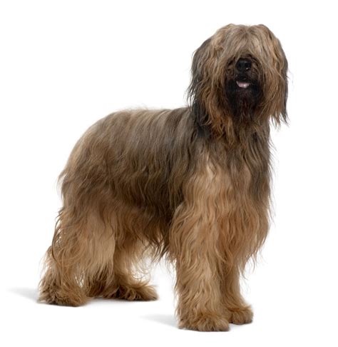 Briard - Lifestyle Needs, Temperament and Health Information - Dog ...