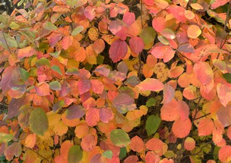 Fothergilla Fiesta | The World's Best Gardening Blog