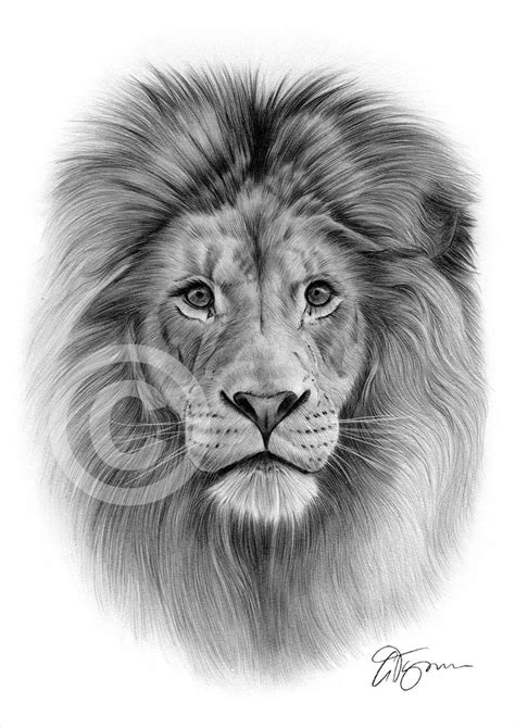 Simple Lion Face Drawing at PaintingValley.com | Explore collection of ...