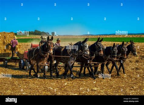 Amish farmers farm people hi-res stock photography and images - Alamy