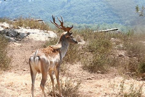 File:Fallow deer israel.JPG - Wikimedia Commons