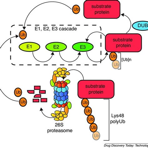 (PDF) Tools to investigate the ubiquitin proteasome system