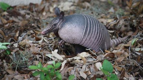 Armadillo On Dry Leaves - Desi Comments