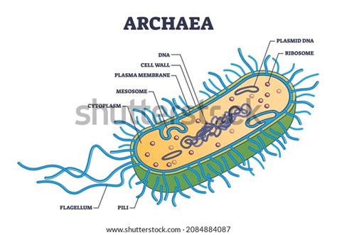 736 Archaea Images, Stock Photos, 3D objects, & Vectors | Shutterstock