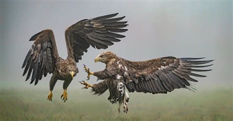 Osprey vs Eagle: What Are the Differences? - A-Z Animals