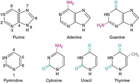 Purine and Pyrimidine Bases