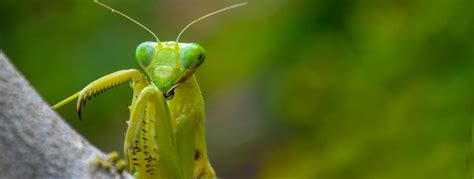 Praying Mantis Habitat, Predators, Prey & Facts