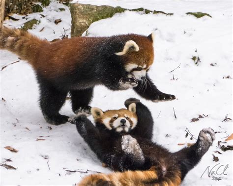 Red Pandas In Snow