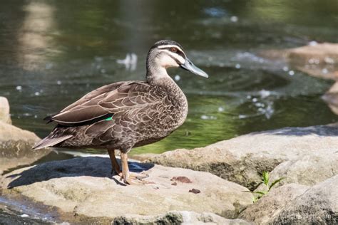 Wildlife Den – South African Wildlife Photography » Pacific Black Duck