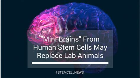 'Mini Brains' From Human Stem Cells May Replace Lab Animals | MedCells ...