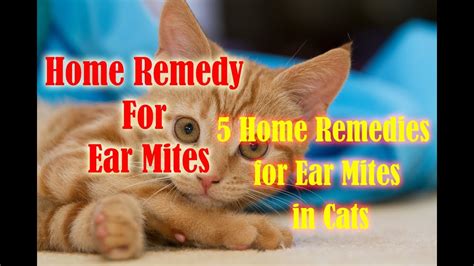 Home Remedies For Ear Mites In Cats | atelier-yuwa.ciao.jp