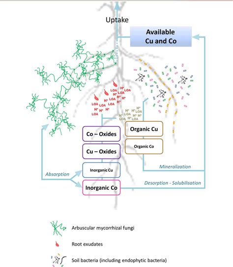 Hypothetical rhizosphere processes influencing copper (Cu) and cobalt ...