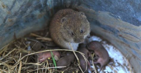 How to Get Rid of Voles: Control & Prevention Guide