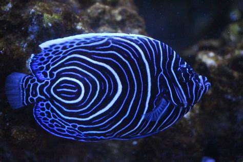 Juvenile Emperor Angelfish | Beautiful sea creatures, Tropical fish ...