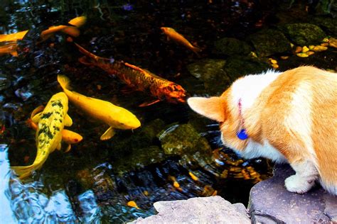 Feed and Caring of Koi Fish - Pond & Water Feature Experts in PA ...