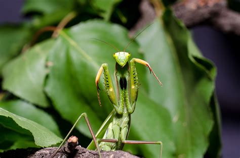 Are Praying Mantis Poisonous