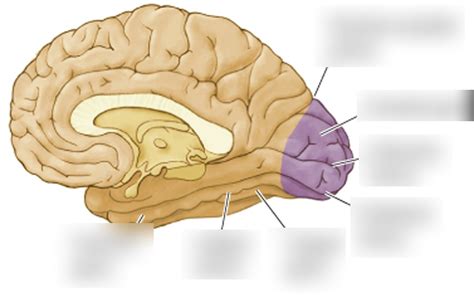 occipital lobe anatomy Diagram | Quizlet