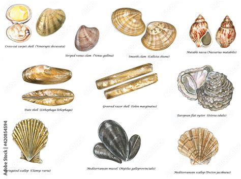 Types Of Edible Clams Discounted | risolo.it