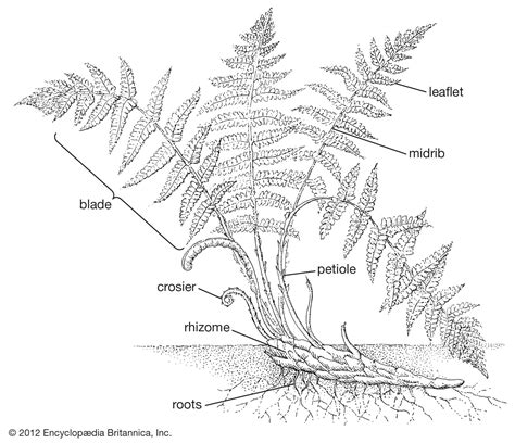 Petiole | plant anatomy | Britannica