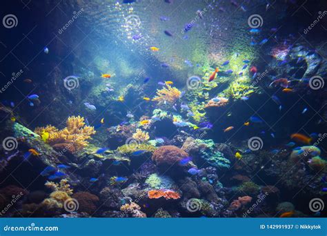 Colorful Aquarium Background with Underwater Plants Stock Image - Image ...