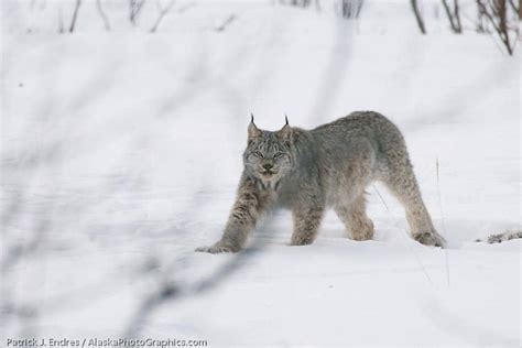 Winter Wildlife - AlaskaPhotoGraphics