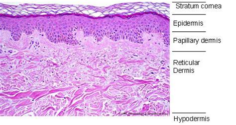 Histological Skin Structure Diagram - Do It Easy With ScienceProg