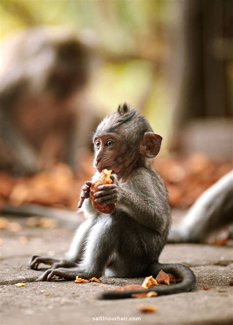 Ubud Monkey Forest – Complete Guide Bali's Sacred Sanctuary