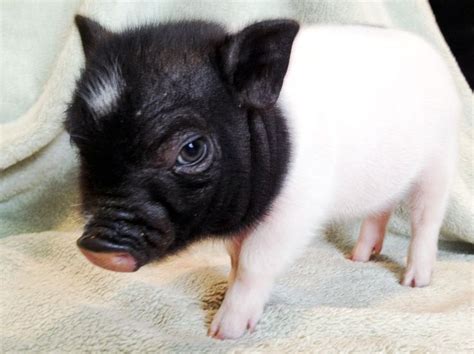 17 Best images about Teacup piggies on Pinterest | Adoption, Miniature ...