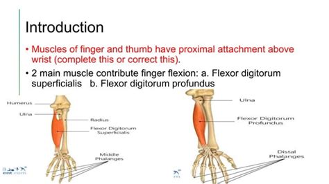 The flexor mechanism of the hand refers to the complex system of ...