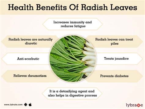 Radish Leaves Benefits And Its Side Effects | Lybrate