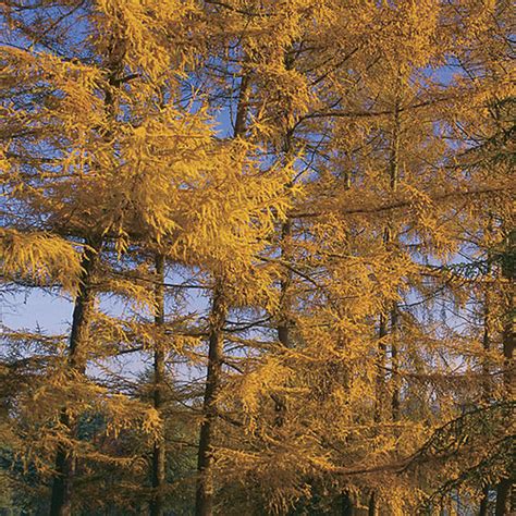 Golden larch - FineGardening