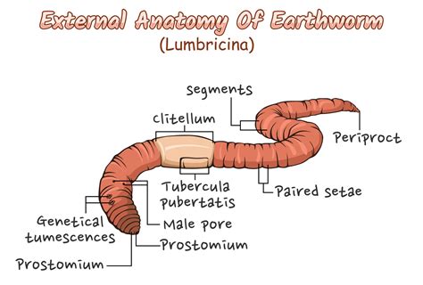 Labeled Diagram Of An Earthworm