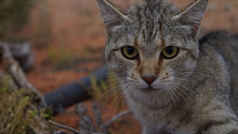 Cat–astrophe! Feral Cats Have Invaded Nearly 100% of Australia | Live ...