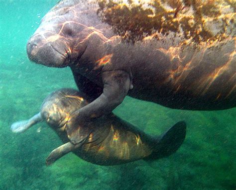 How To Swim With Crystal River Manatees In Florida La Jolla Mom - Riset